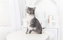 Load image into Gallery viewer, MEMORY PORTRAIT PILLOW "Preston" Pet Photo Memories in Threads Pillow