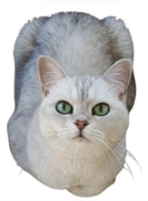 Load image into Gallery viewer, CUSTOM LISTING  - Shanelle "Preston" Photo Character Pillow Cloth Keepsake CUSTOM ORDER ONLY, CUSTOM MAKE TIMES APPLY.